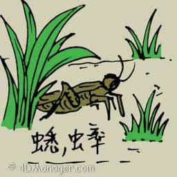 蟋蟀 common cricket