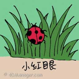 小红娘 small ladybird