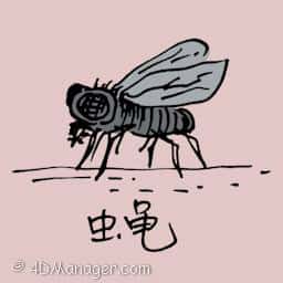 苍蝇 blow fly