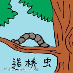 造桥虫 tree caterpillar