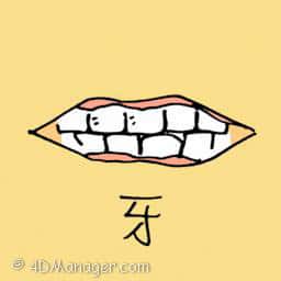 牙 teeth
