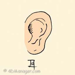 耳 ear