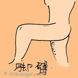 腿臂 thigh