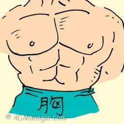 胸 chest