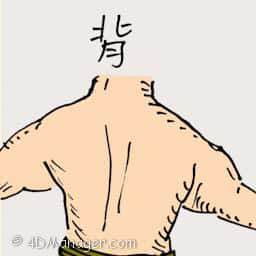 背 back