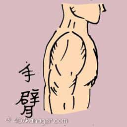 手臂 arm