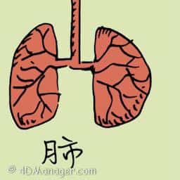 肺 lung