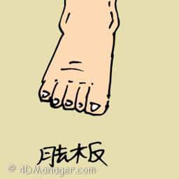 脚板 foot