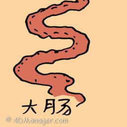大肠 large intestine