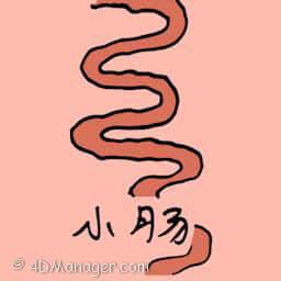 小肠 small intestine