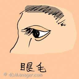 眼毛 eyelashes