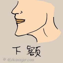 下额 chin