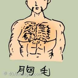 胸毛 chest's hair