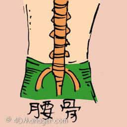 腰骨 backbone