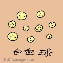 白血球 white blood cells
