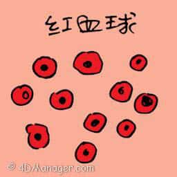 红血球 red blood cells