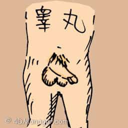 睾丸 testis