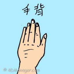 手背 back of hand