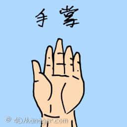 手掌 hand palm