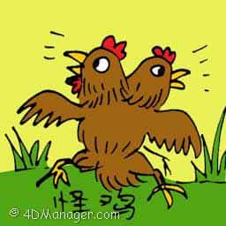 怪鸡 two headed chicken