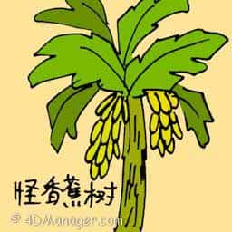 怪蕉树 weird banana tree