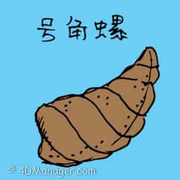 号角螺 spiral shell