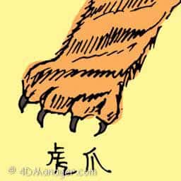 虎爪 tiger paw