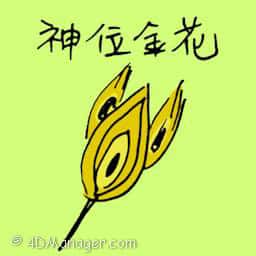神位金花 golden flower