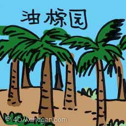 油棕园 oil palm plantation