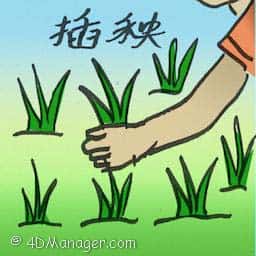 插秧 transplant rice seedlings
