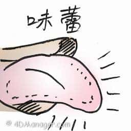 味蕾 taste bud