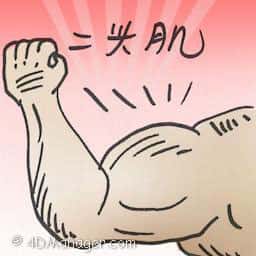 二头肌 biceps