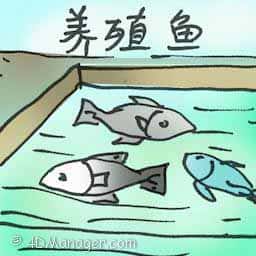 养殖场 farmed fish