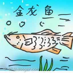 金龙鱼 arowana