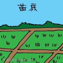 苗床 seedbed / seedling bed