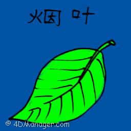 烟叶 tobacco