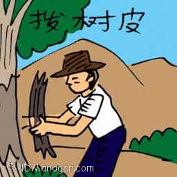 拔树皮 removing tree bark
