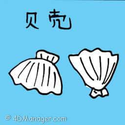 贝壳 shell