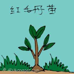 红毛丹苗 rambutan seedling