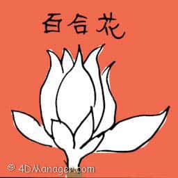 白兰花 lily flower