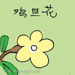 鸡旦花 plumeria flower