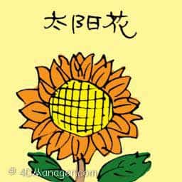 太阳花 sunflower