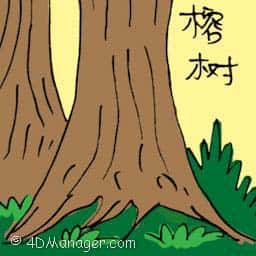 榕树 fig tree