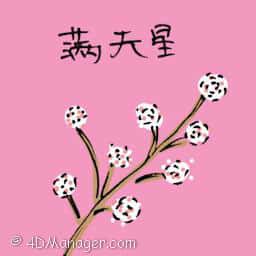 满天星 cordate telosma