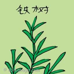 铁树 monkey flower