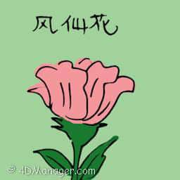 凤仙花 garden blossom