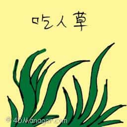吃人草 snapper plant