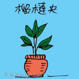 榴莲央 durian seedling