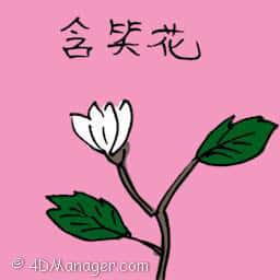 含笑花 banana shrub