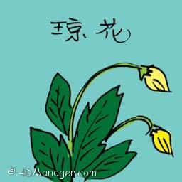 琼花 rare flower
